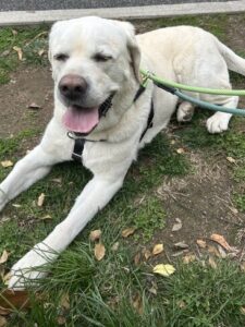Yellow Labrador Retriever
