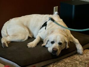 Yellow Labrador Retriever