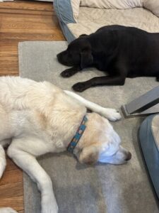 Yellow Labrador Retriever