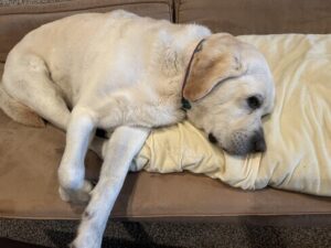Yellow Labrador Retriever