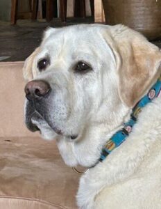 Yellow Labrador Retriever