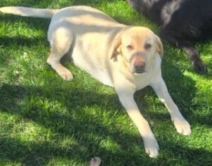 Yellow Labrador Retriever