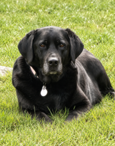 black Labrador Retriever