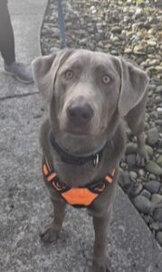 Silver Labrador Retriever