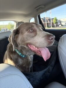 Chocolate Labrador