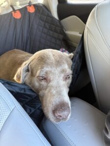 Chocolate Labrador