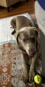 Chocolate Labrador