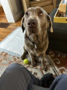 Chocolate Labrador