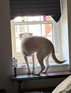 Yellow Labrador