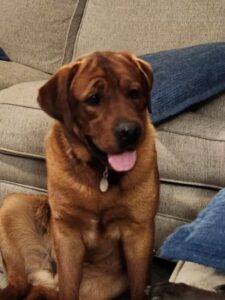 Yellow Labrador Retriever