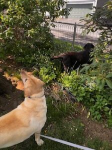 Black and Yellow Labrador Retrievers