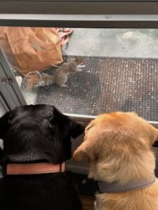 Black and Yellow Labrador Retrievers