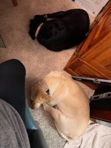 Black and Yellow Labrador Retrievers