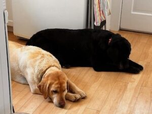 Black and Yellow Labrador Retrievers