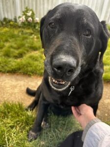 black Labrador Retriever
