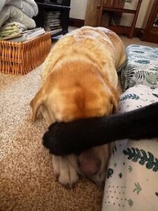 Yellow Labrador Retriever