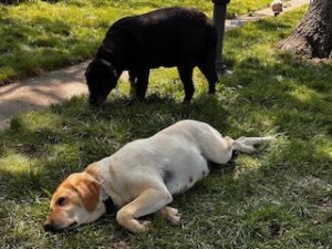 Black and Yellow Labrador Retrievers