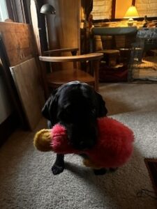 black Labrador Retriever