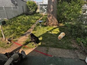 Black and Yellow Labrador Retrievers