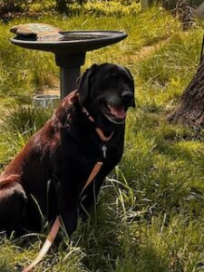 Black Labrador Retriever