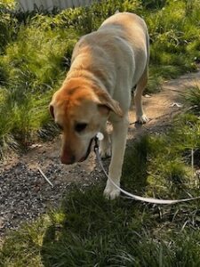 Yellow Labrador Retriever