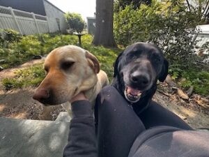 Black and Yellow Labrador Retrievers