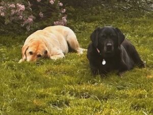 Black and Yellow Labrador Retrievers