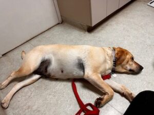 Yellow Labrador Retriever