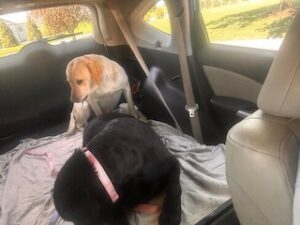 Black and Yellow Labrador Retrievers