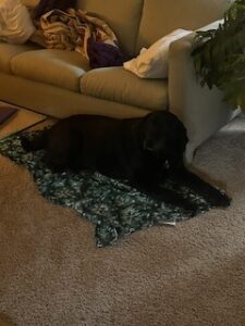 black Labrador Retriever