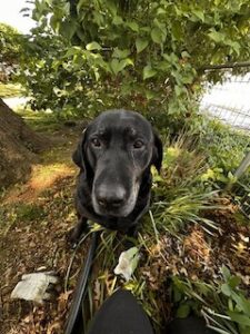 black Labrador Retriever
