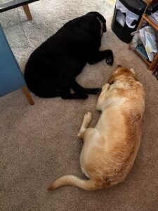 Black and Yellow Labrador Retrievers