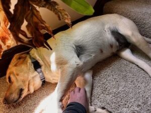 Yellow Labrador Retriever