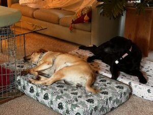 Black and Yellow Labrador Retrievers
