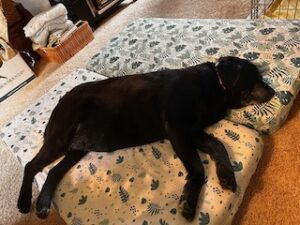 Black Labrador Retriever