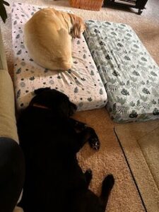 Black and Yellow Labrador Retrievers
