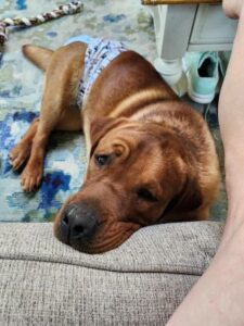 Yellow Labrador Retriever