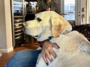 Yellow Labrador