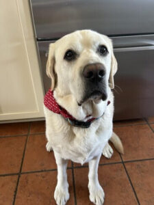 Yellow Labrador