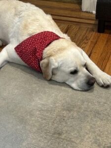 Yellow Labrador