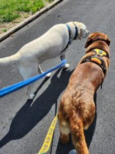 Yellow Labrador Retriever