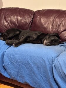 black Labrador Retriever