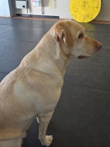 Yellow Labrador Retriever