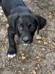 Labrador Mix