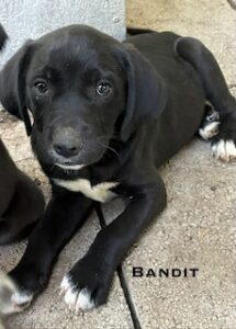Labrador Mix