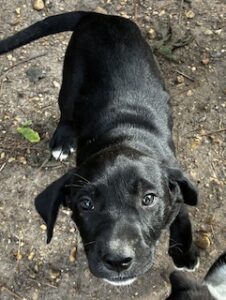 Labrador Mix