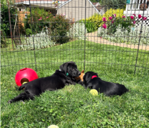 Black Labrador Mix