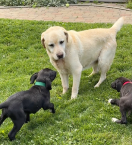 Black Labrador Mix