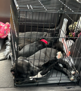 Black Labrador Mix