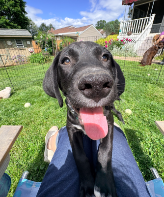 Black Labrador Mix
